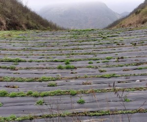 质保3年千亩果园防草布铺