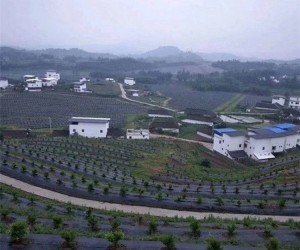 防草布铺设案例